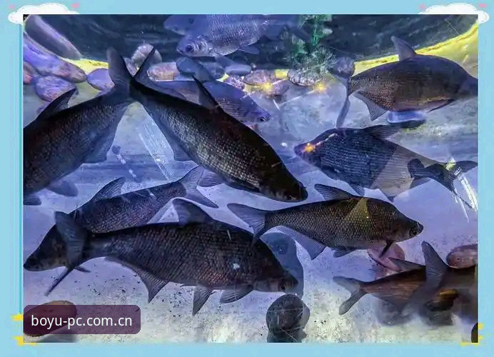 揭秘博鱼更新版本背后的技术变革：你不知道的体验升级真相
